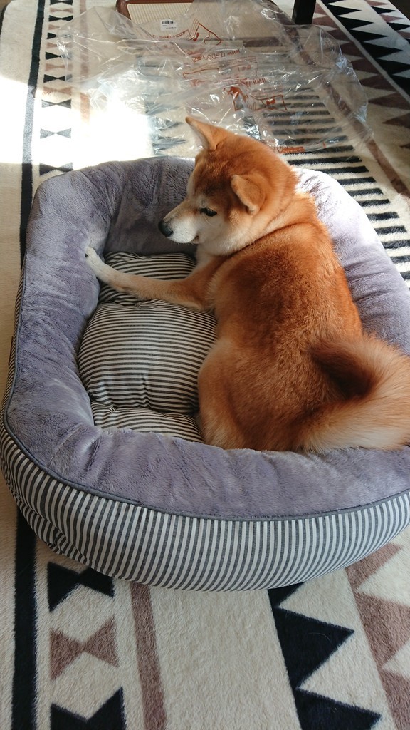 f:id:minko:20181126153317j:plain f:id:minko:20181126153317j:plain