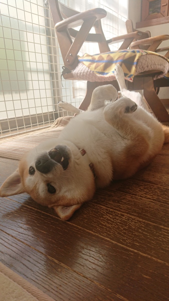 f:id:minko:20191128164755j:plain