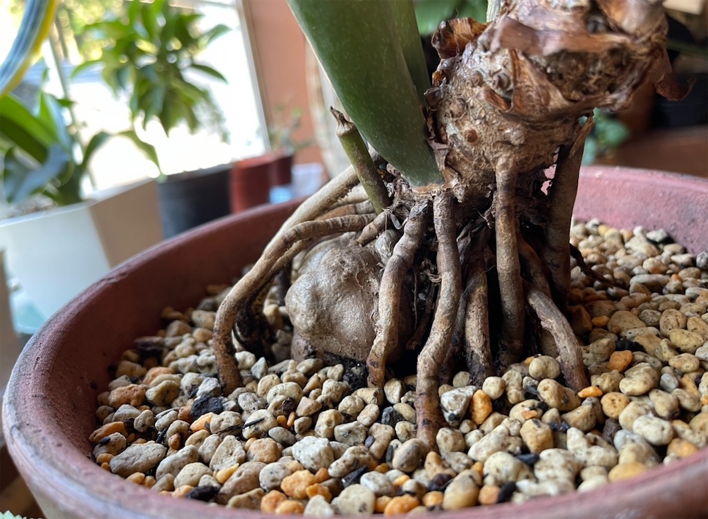 ザミオクルカス - Mink.の花と観葉植物成長記録