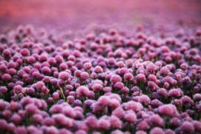 ピンクの花