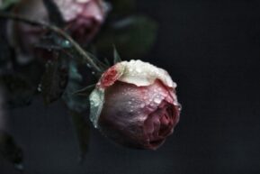 バラの花