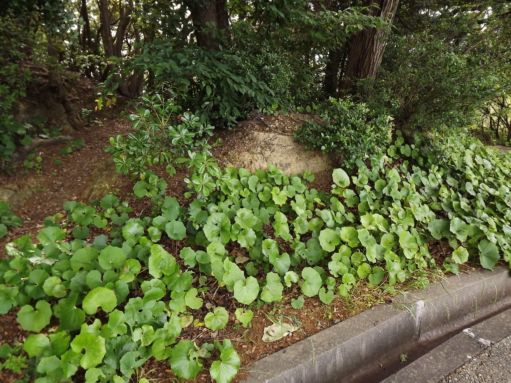 f:id:minminzemi81:20181016175624j:plain f:id:minminzemi81:20181016175624j:plain