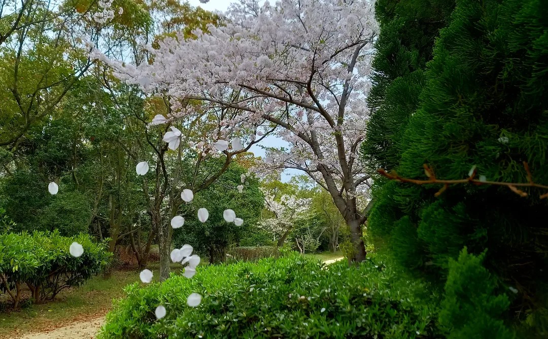 f:id:minminzemi81:20241115200105j:image