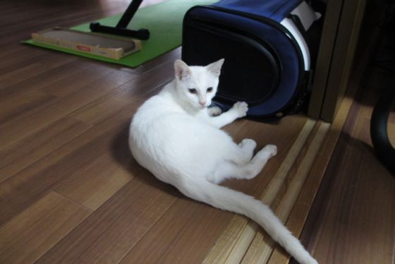 イメージ 3