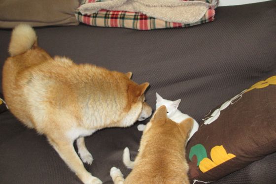 イメージ 4
