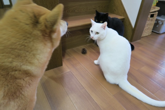 イメージ 3