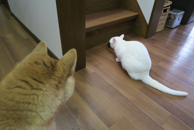 イメージ 4
