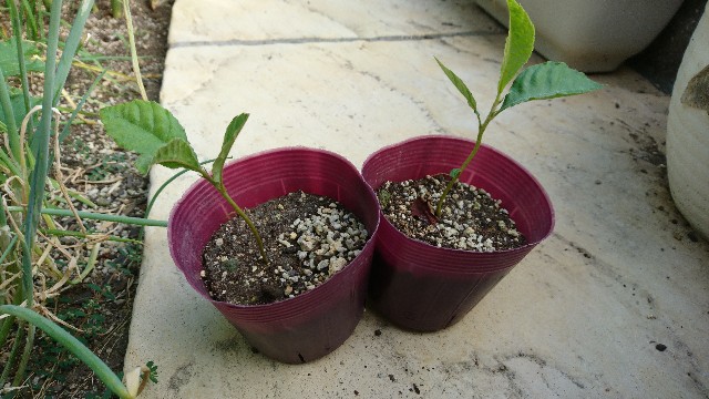 f:id:minnesota-twins:20191008144018j:plain