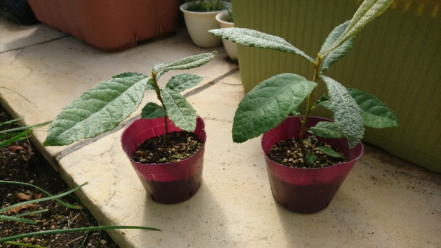 f:id:minnesota-twins:20191008144353j:plain