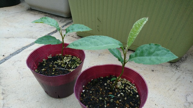 f:id:minnesota-twins:20191008144543j:plain