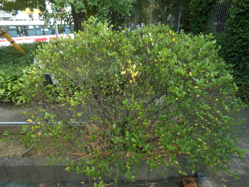 f:id:minocororin:20150710162926j:image:w360 f:id:minocororin:20150710162926j:image:w360