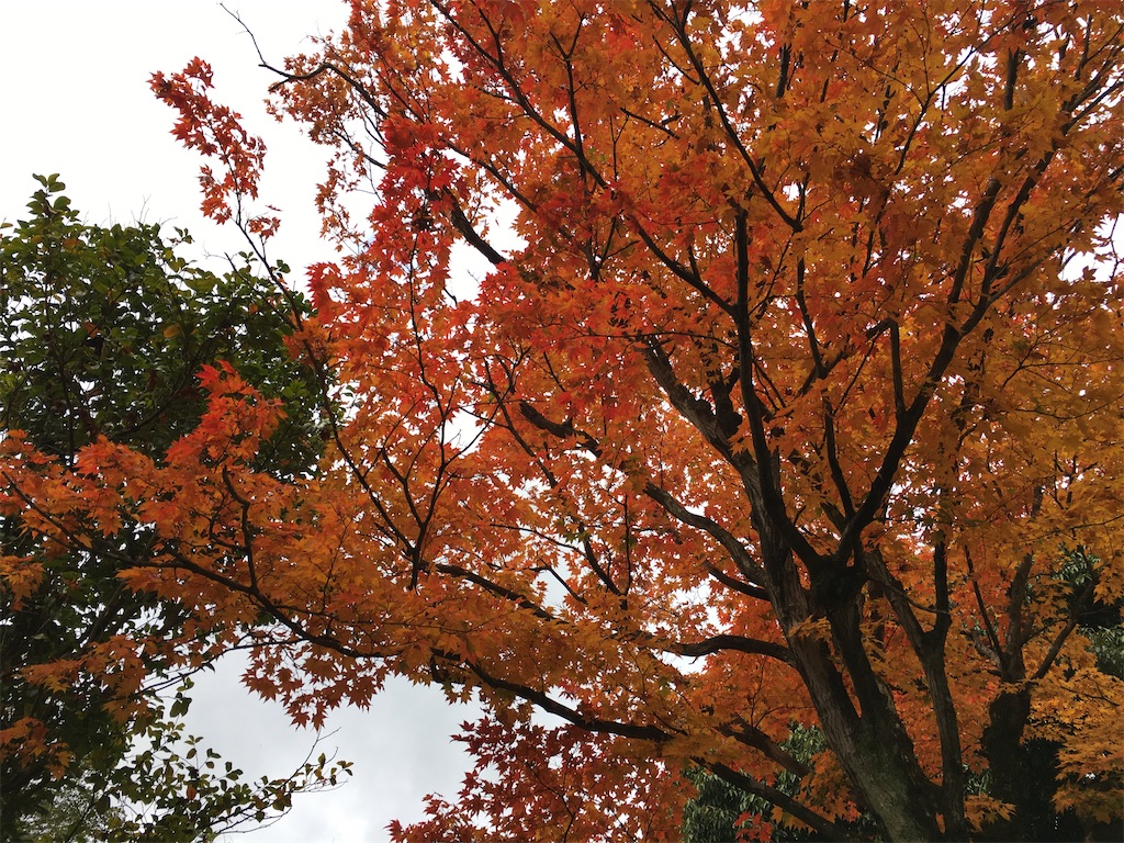 f:id:minokoku:20201122225139j:image f:id:minokoku:20201122225139j:image