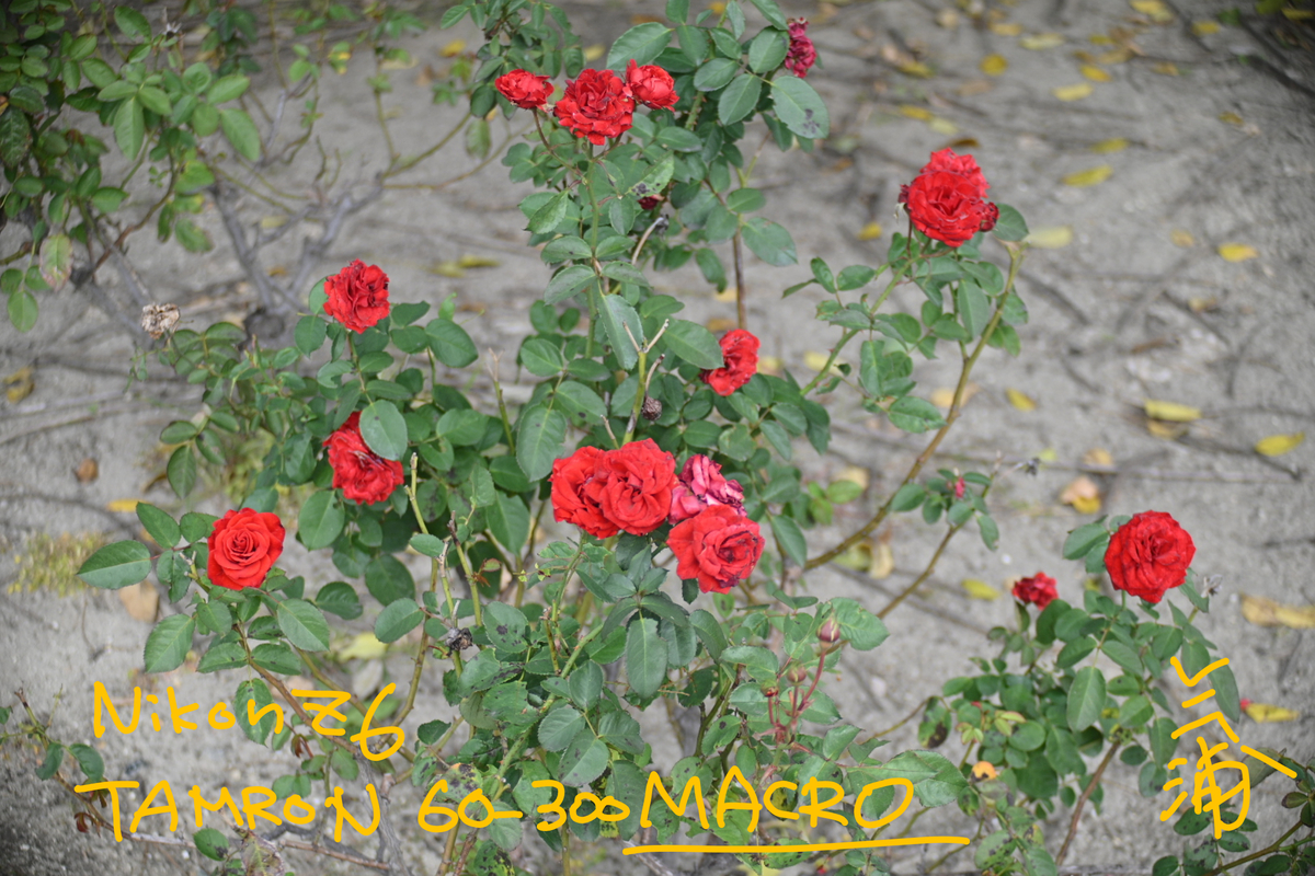 f:id:minoltaROKKOR:20201108160643j:plain f:id:minoltaROKKOR:20201108160643j:plain