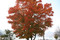 日光写真　～中禅寺湖　紅葉２～