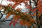 日光写真　～中禅寺湖　紅葉～