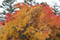 日光写真　～中禅寺湖　紅葉３～