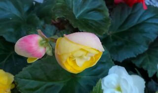 f:id:minori-schoepfung:20161110123118j:image f:id:minori-schoepfung:20161110123118j:image