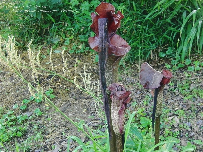 こんにゃく芋の花 徒然草 こんにゃく芋の花 徒然草
