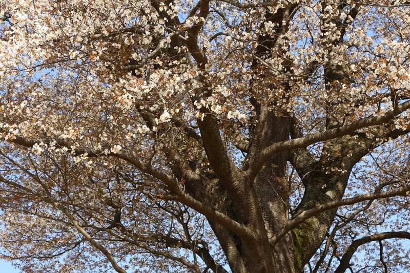 桜：十月桜（ジュウガツザクラ）6号ポット の通販 | 園芸ネット