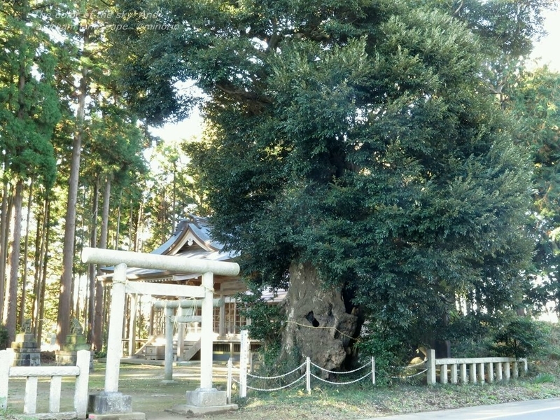 神塚神社の椎の木・・ - 徒然草