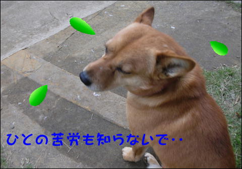 イメージ 7
