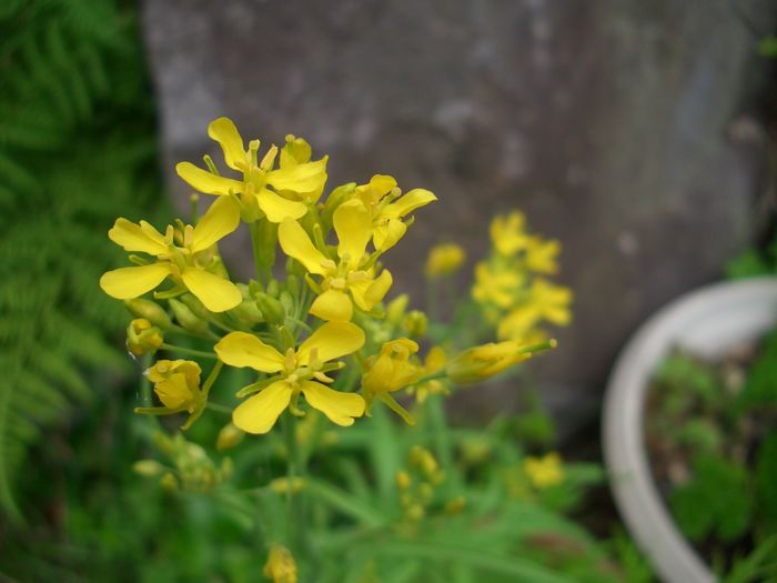 水菜 の とってもかわいい花 花 徒然草