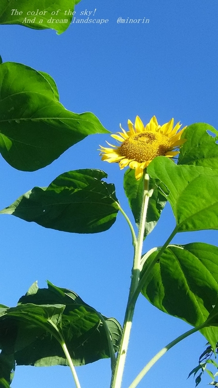 真夏の空のひまわり 徒然草