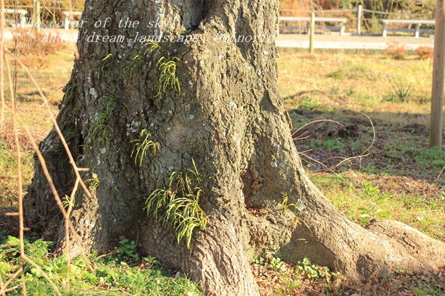 f:id:minorinnminorinn:20191226035827j:plain