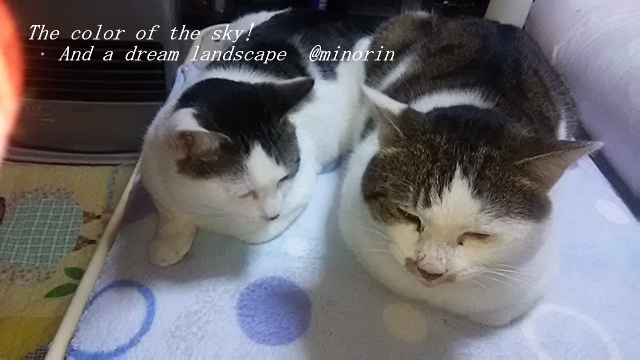 f:id:minorinnminorinn:20191229150114j:plain f:id:minorinnminorinn:20191229150114j:plain