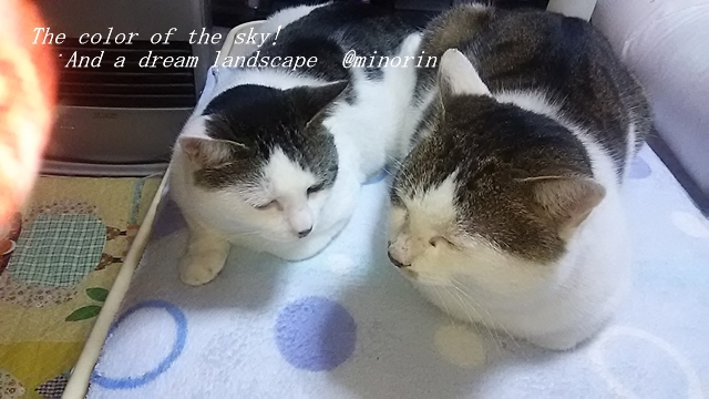 f:id:minorinnminorinn:20191229150121j:plain f:id:minorinnminorinn:20191229150121j:plain