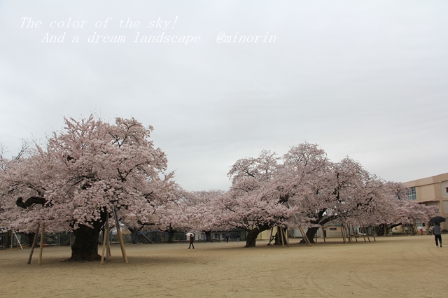 真鍋小学校の桜 茨城県 桜の色 いろ