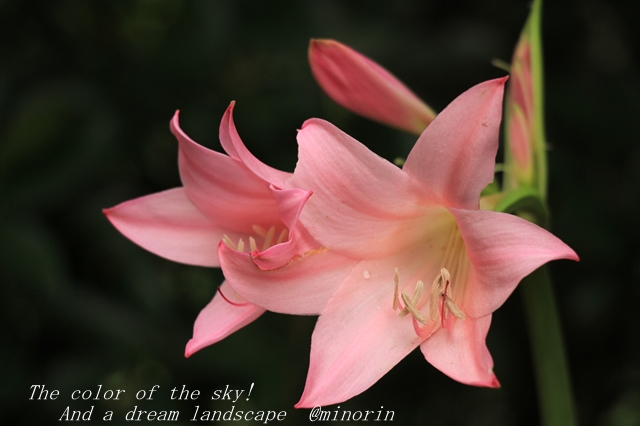 アマリリス 咲いた 8月の花 徒然草 アマリリス 咲いた 8月の花 徒然草