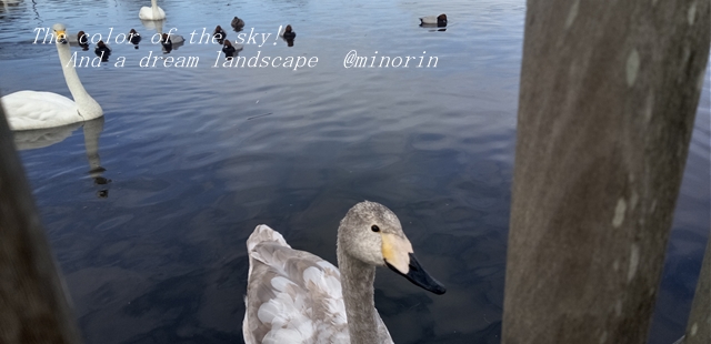 f:id:minorinnminorinn:20220213080504j:plain