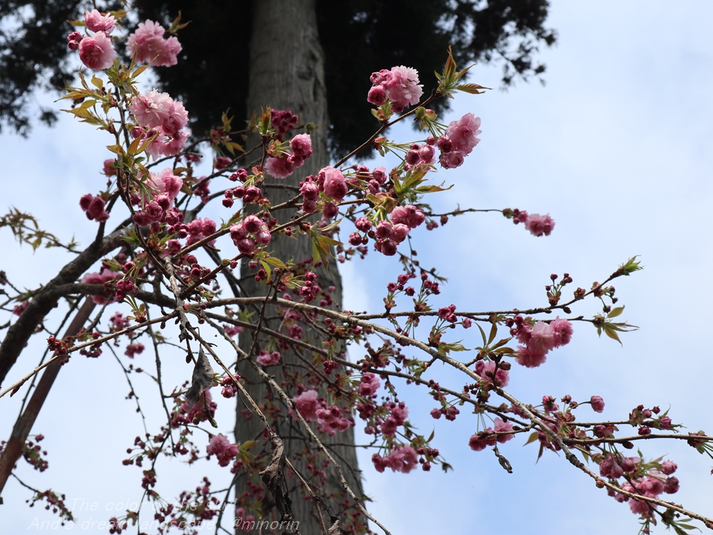 菊八重枝垂れ桜が咲いています～(*^-^*) - 徒然草