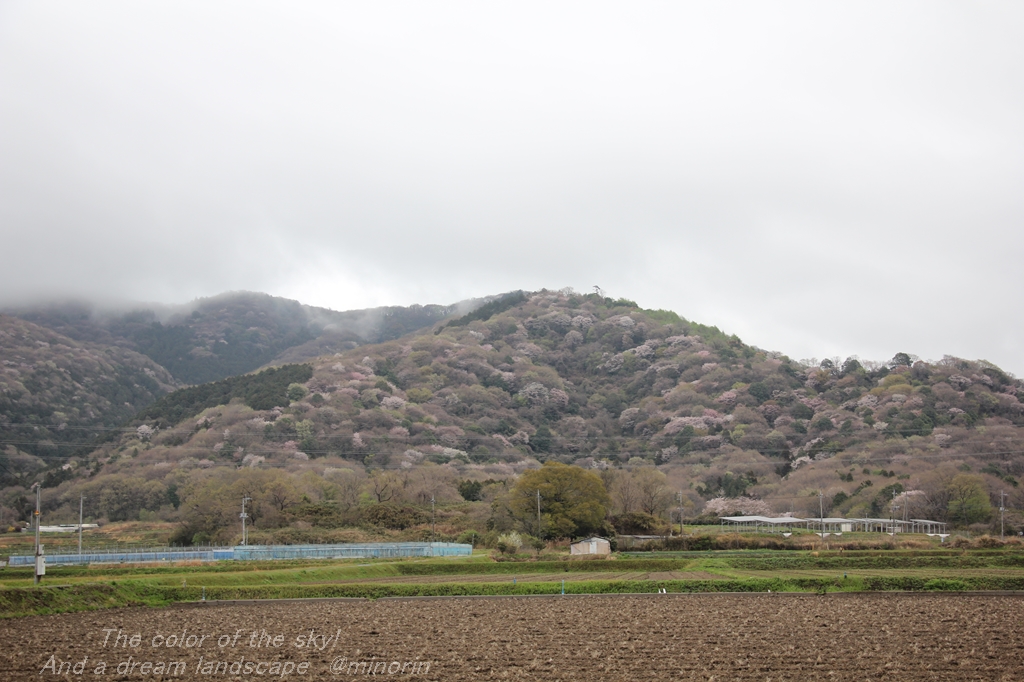 宝篋山の山桜・・ - 徒然草