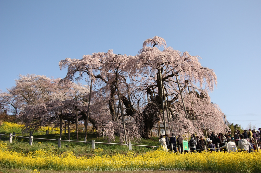 日本三大桜・「三春滝桜」は満開でした (*^-^*) - 徒然草