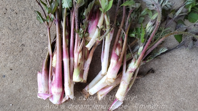 自宅の野菜たち・4月下旬・・ - 徒然草
