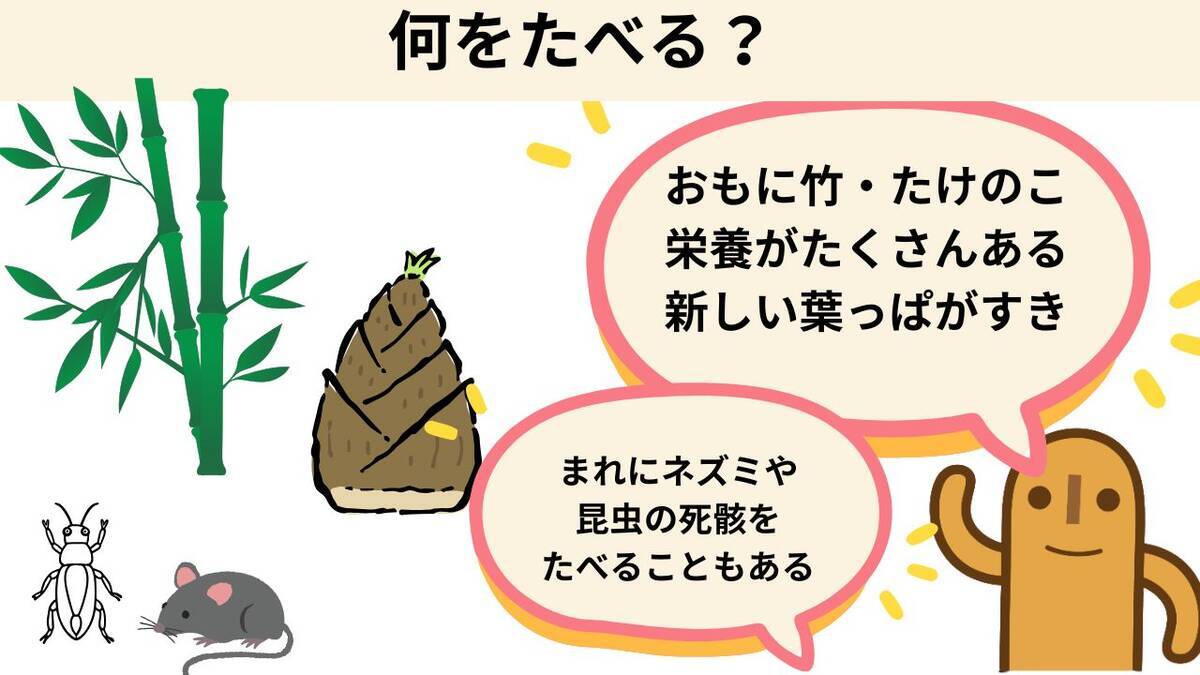 パンダは何を食べるのか