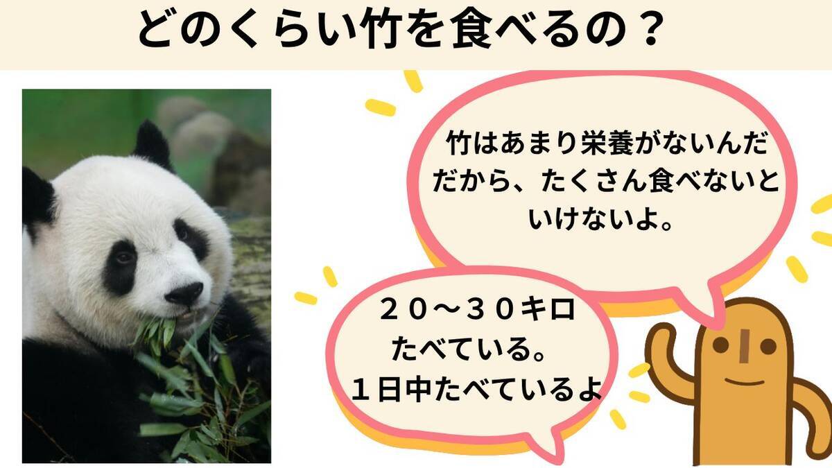 パンダはどれくらい竹を食べるのか