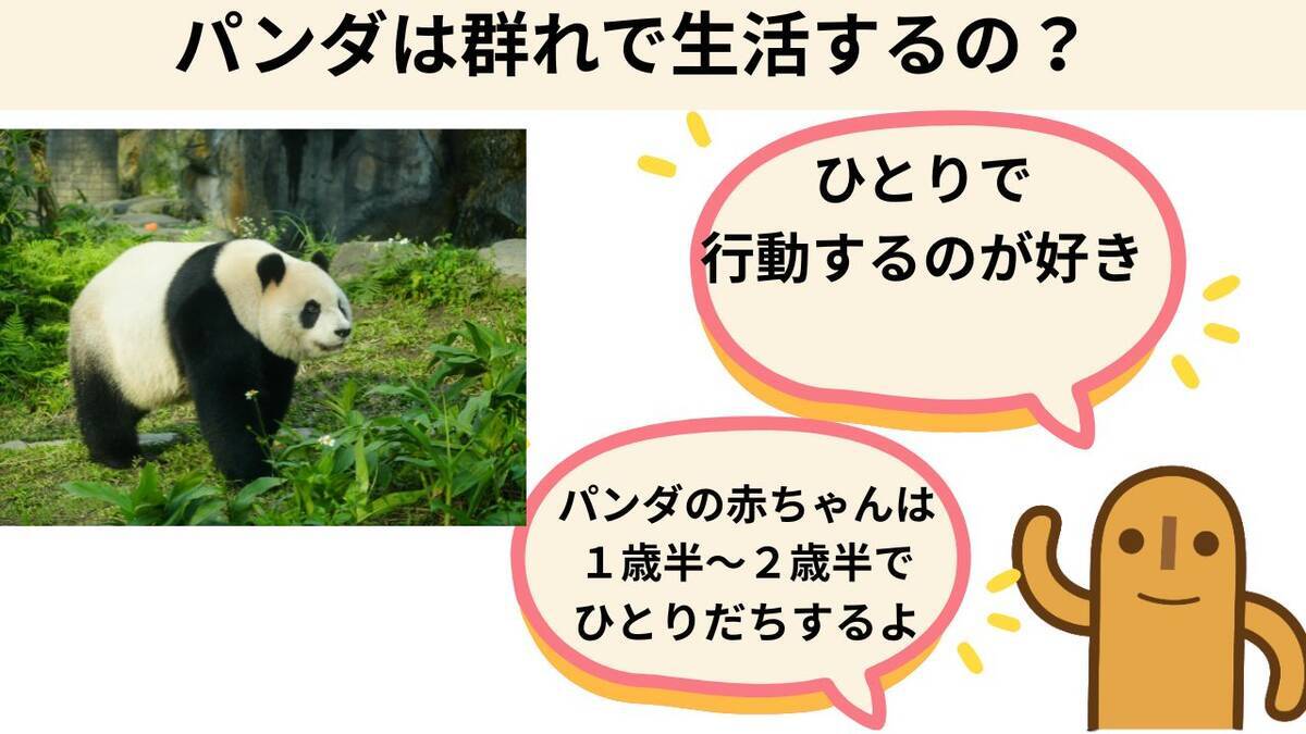 パンダは群れで生活するのか