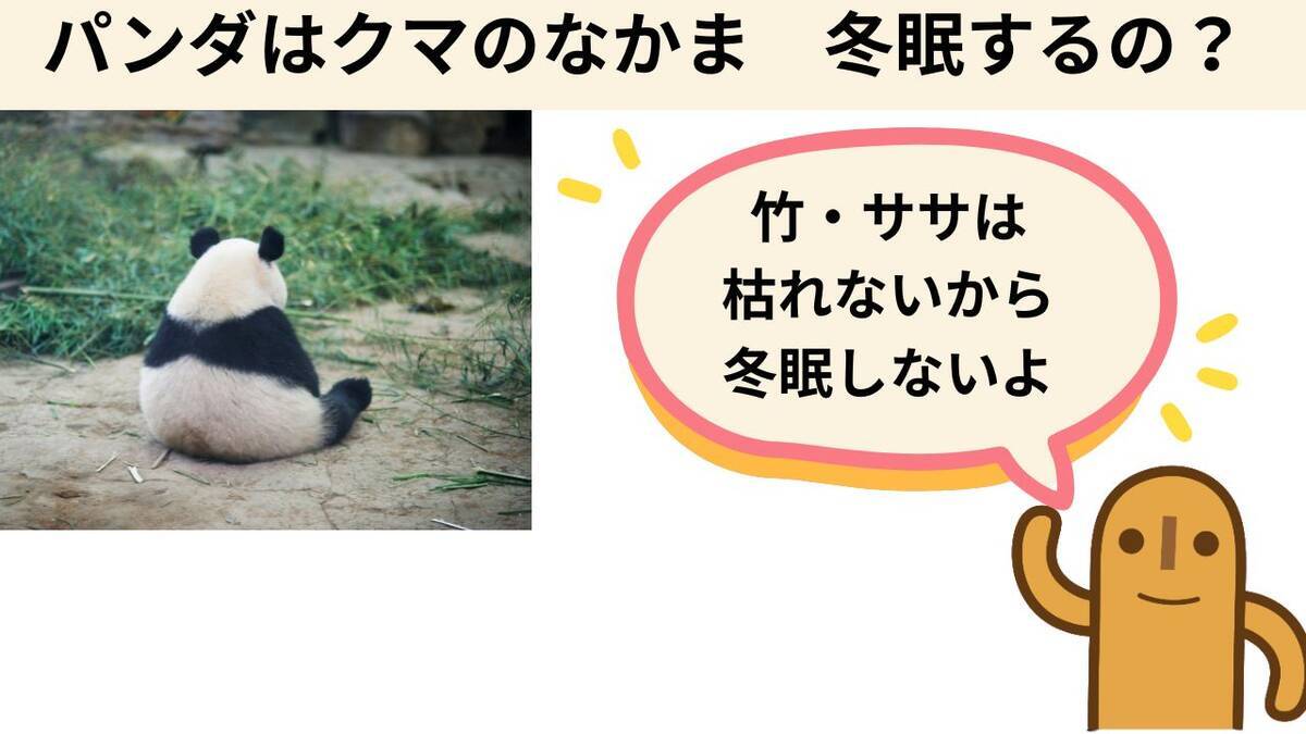 パンダは冬眠するのか