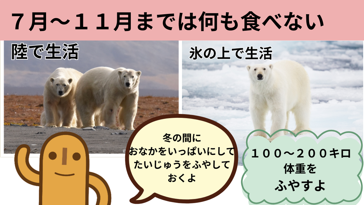 シロクマってどんな生き物