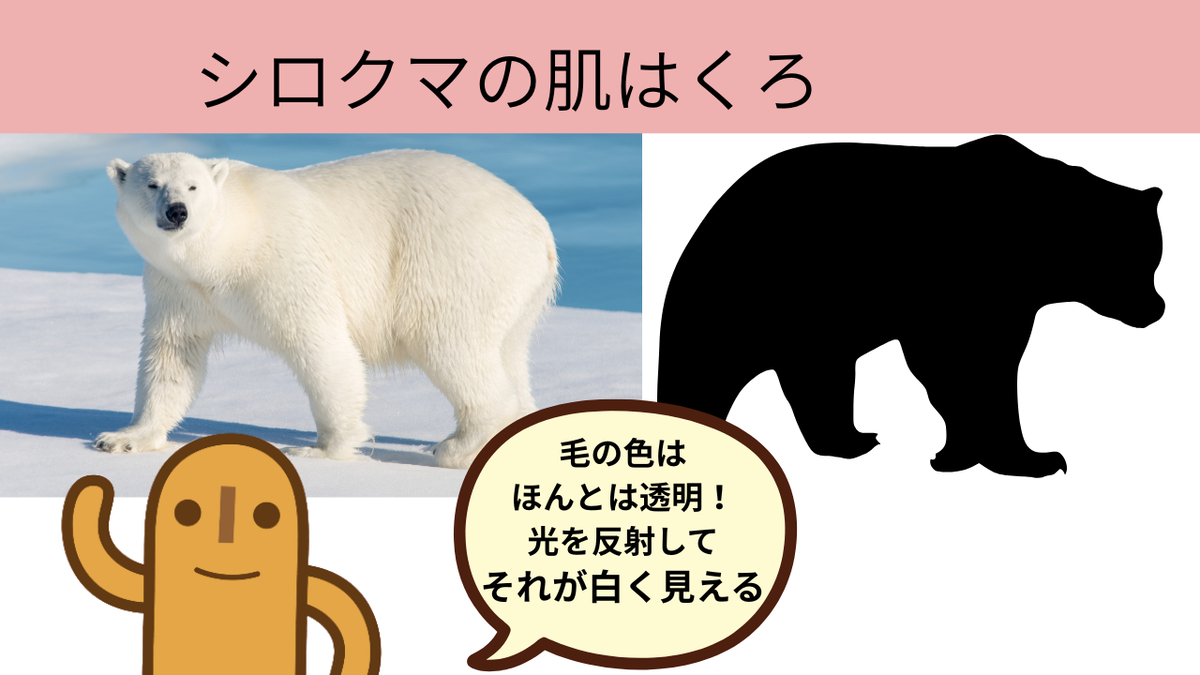 シロクマの肌の色は黒