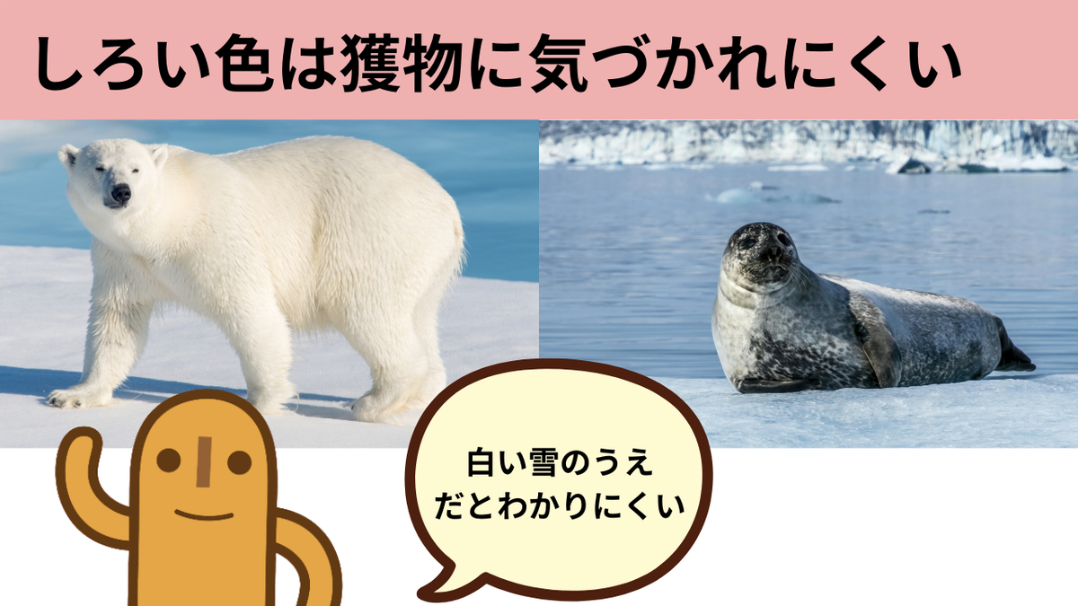 シロクマの毛はなぜ白い