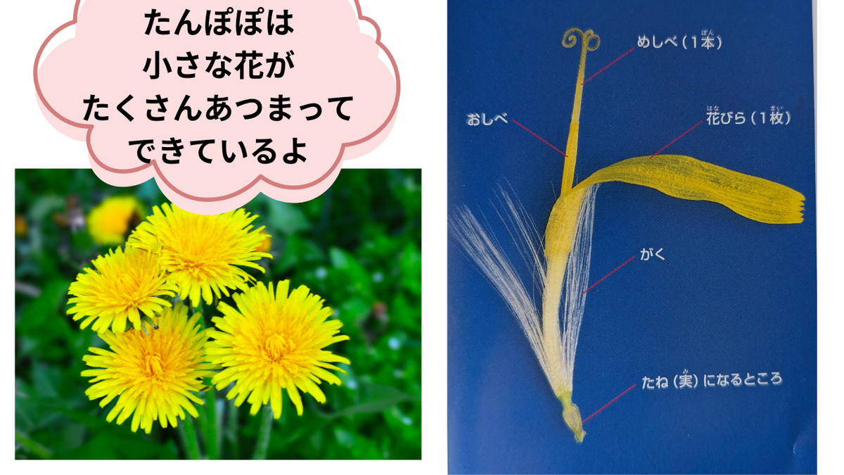 たんぽぽの花について