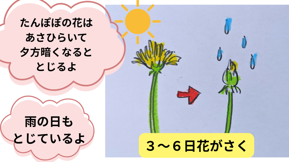 たんぽぽの花は雨の日閉じる