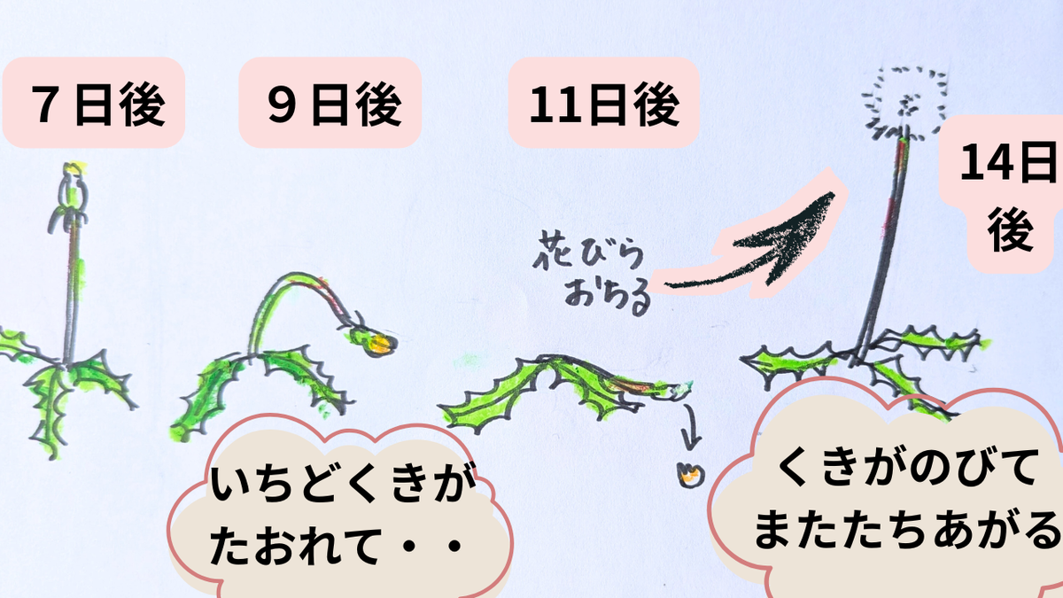 タンポポの綿毛のできかた