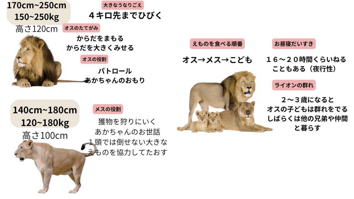 ライオンってどんな生き物？