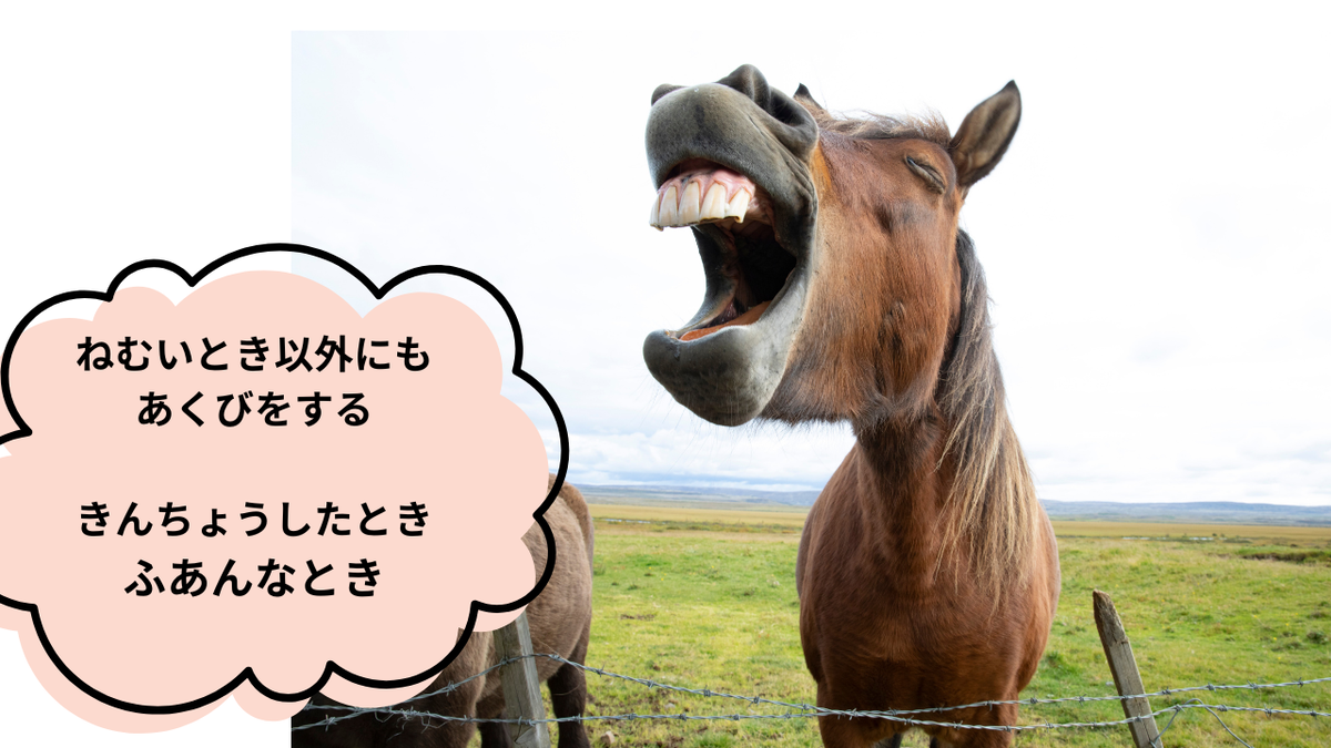 ウマのあくび