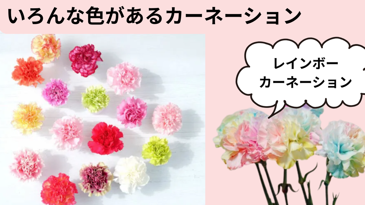 カーネーションの色